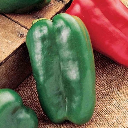 Picture of Red King F1 Sweet Pepper